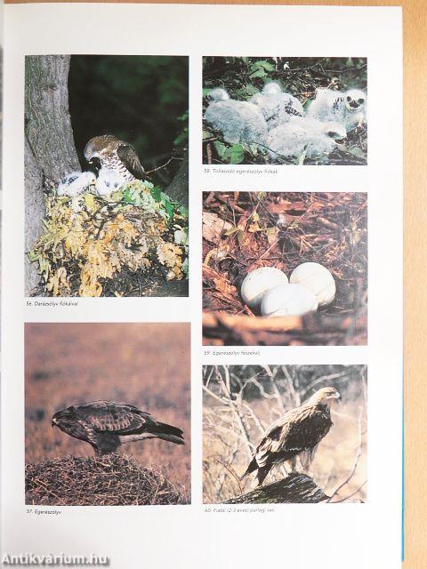 Magyarország madarai