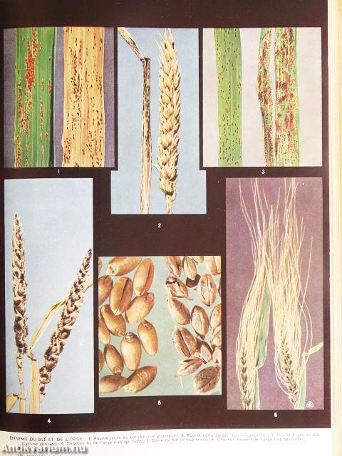 Nouveau Larousse Agricole