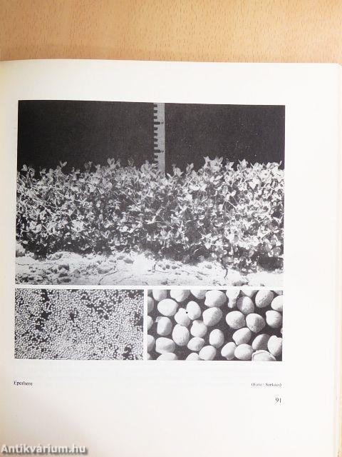 Pázsitok, gyepszőnyegek