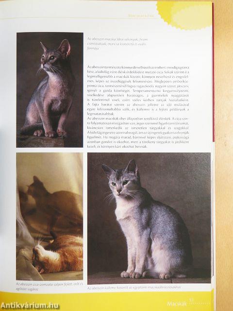 Macskakönyv