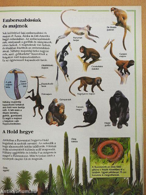 A hegyvidékek vadvilága