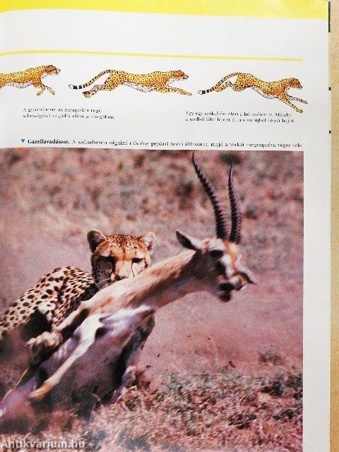 Vadon élő állatok