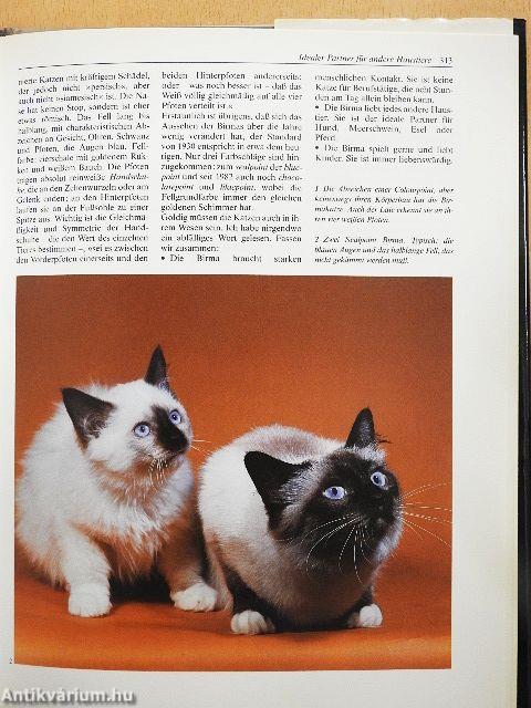 Knaurs Grosses Katzenbuch