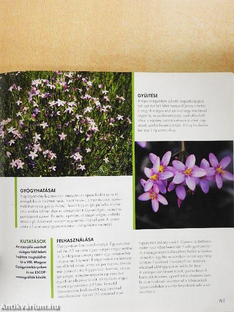 A bükki füvesember nyomában