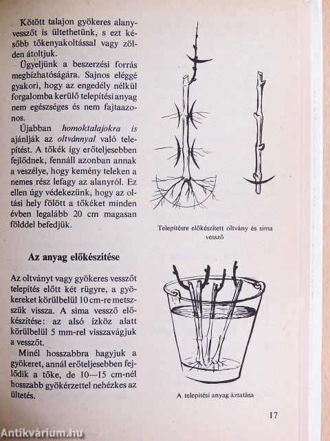 Szőlőlugas