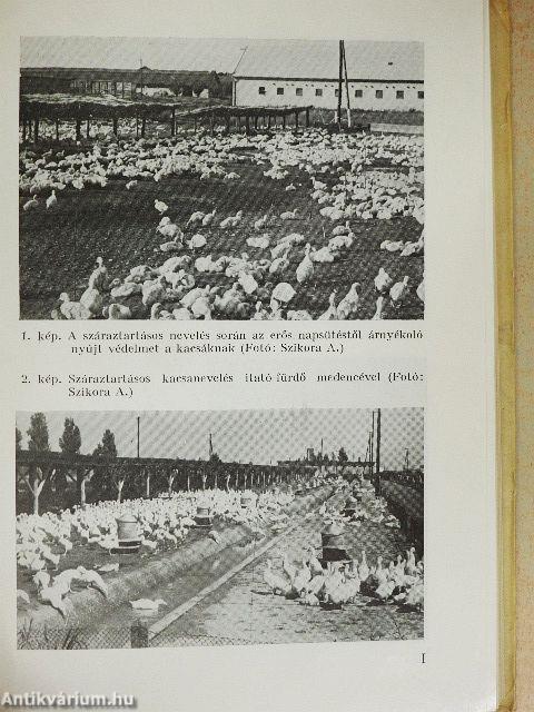 Halastavi pecsenyekacsa