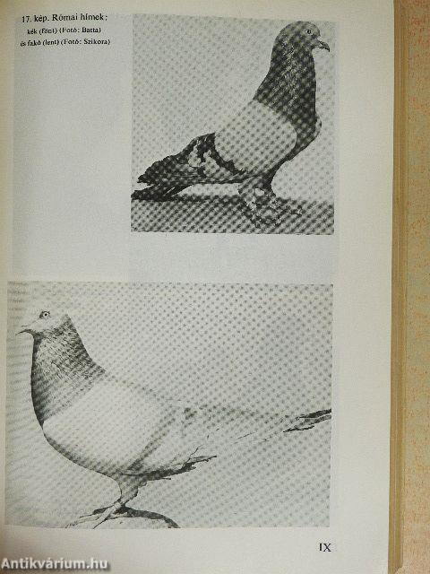 Haszongalamb-tenyésztés