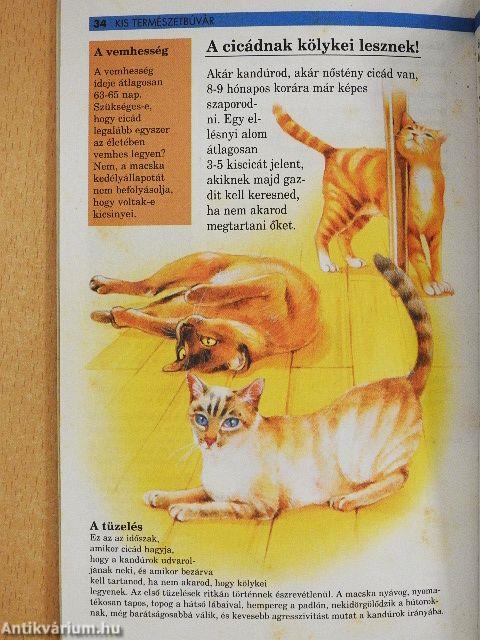 Szeretnék egy cicát!