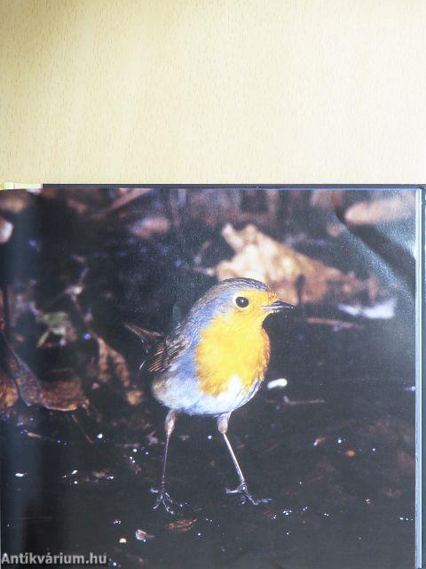 Tollas énekművészek