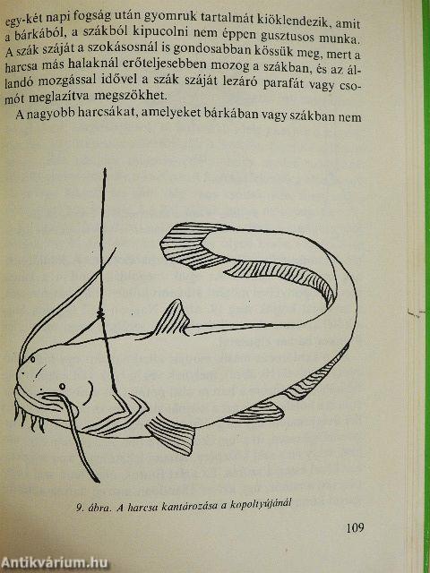 A harcsa és horgászata