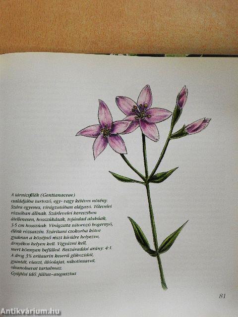 Javasasszony unokája