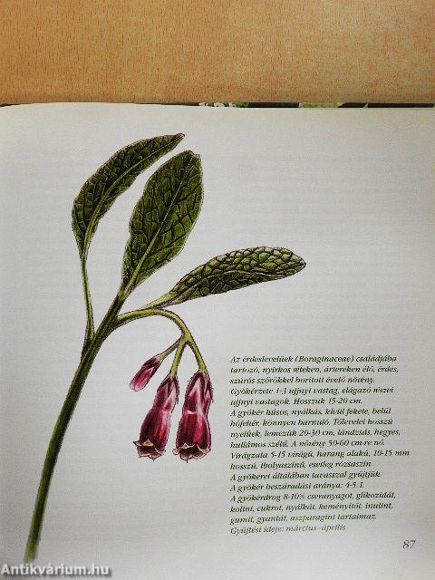 Javasasszony unokája