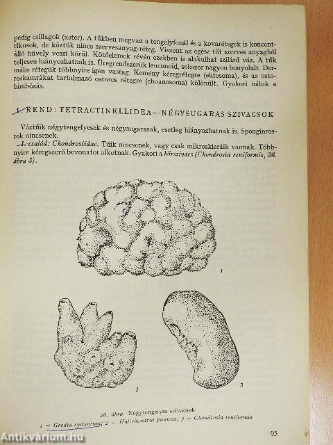 Állatrendszertan