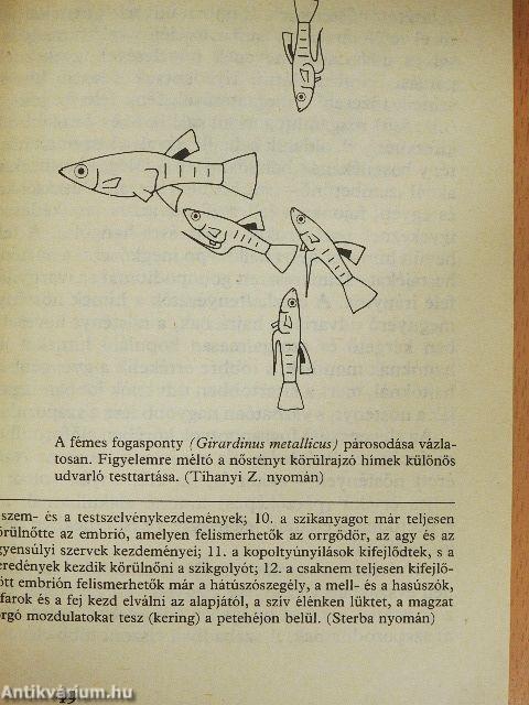 Elevenszülő fogaspontyok