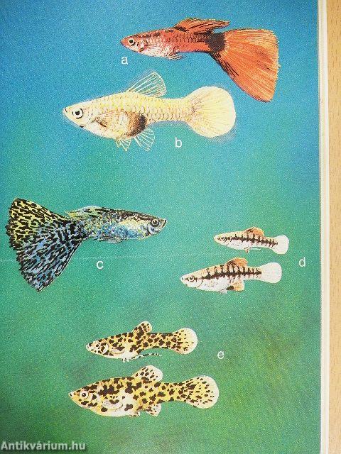 Elevenszülő fogaspontyok