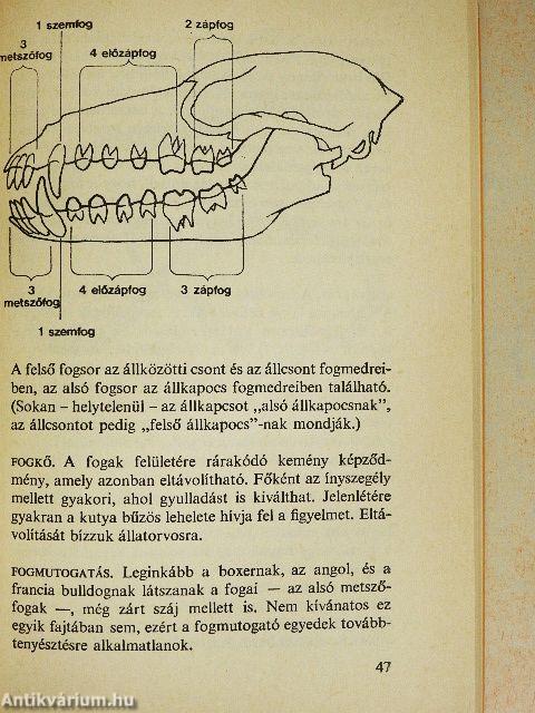 A kutyatartás ábécéje 