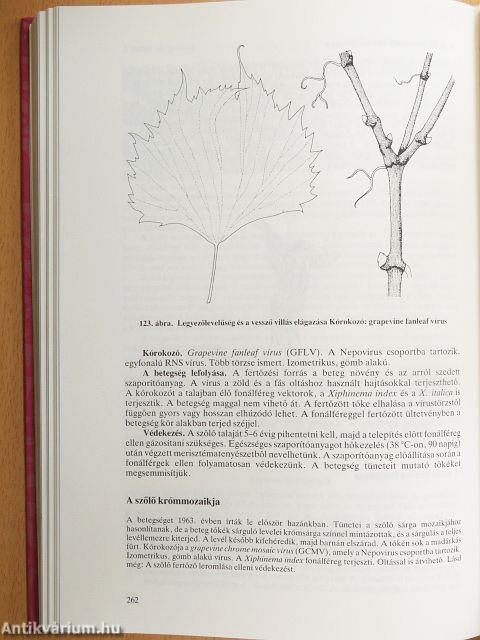 Kertészeti növénykórtan