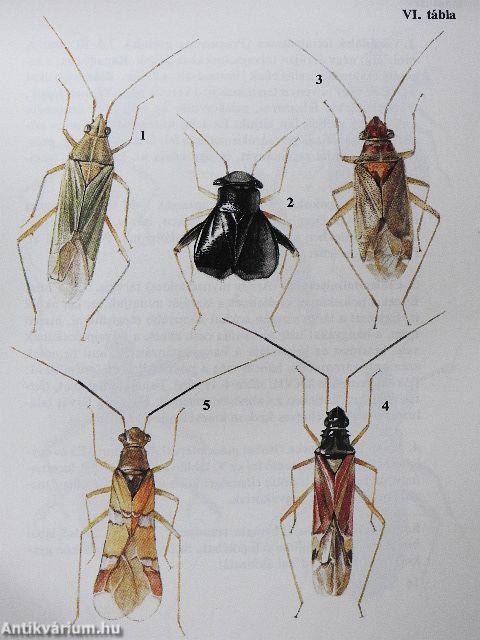 Kabócák, bodobácsok