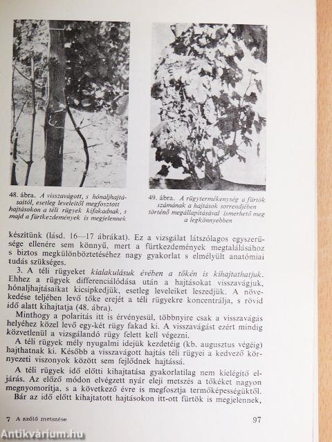 A szőlő metszése