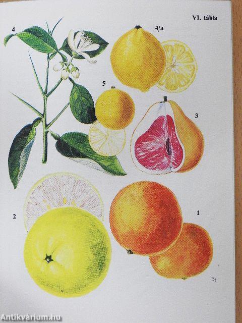 Kultúrnövények 1.