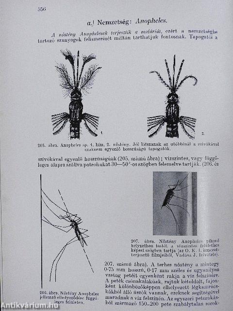 Bakteriologia, immunitástan, parazitologia