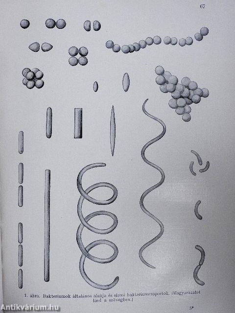 Bakteriologia, immunitástan, parazitologia