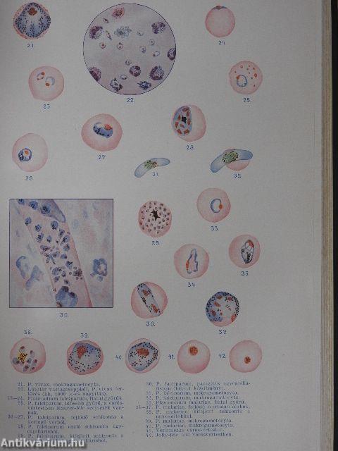 Bakteriologia, immunitástan, parazitologia