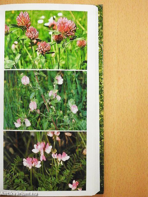 Állat- és növényhatározó