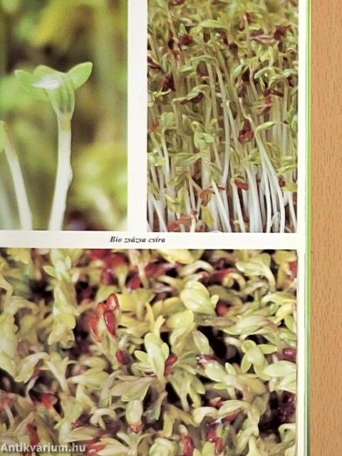 Az ÉLET csírájában