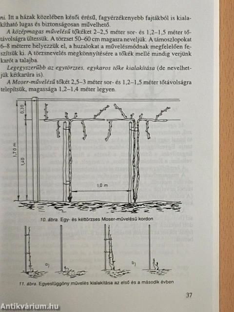 Szép szőlőből finom bort!