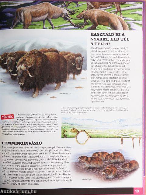 Pusztaságok