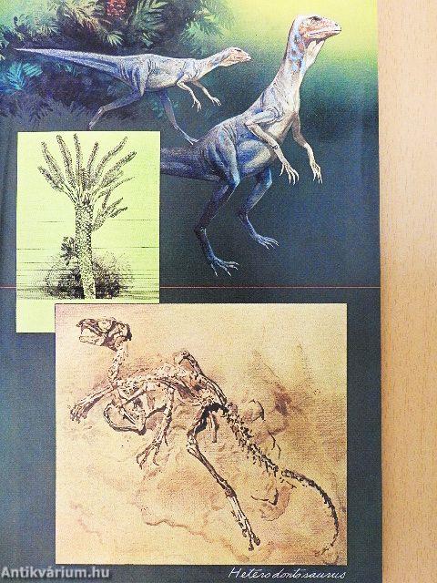 National Geographic August 1978