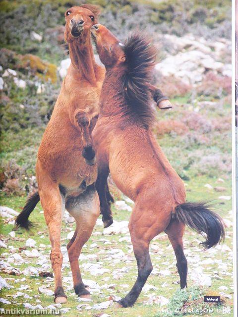 Bemutatkoznak a lovak