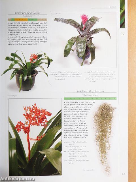 Nagy szobanövény lexikon