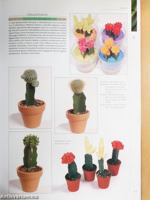 Nagy szobanövény lexikon