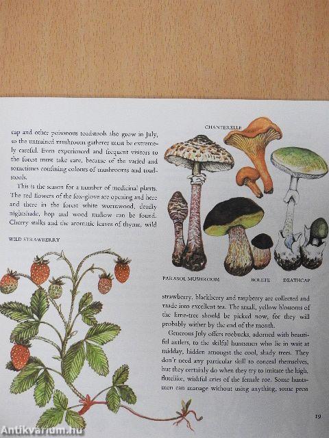 The Forest Year