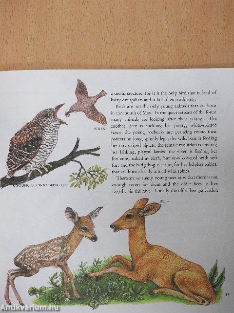 The Forest Year