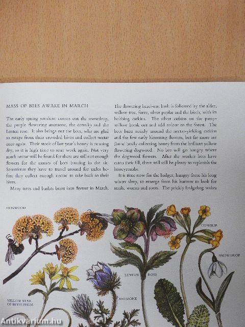 The Forest Year