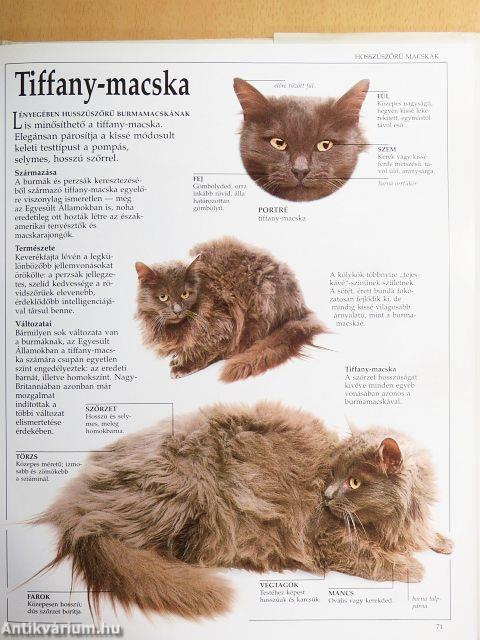 Arany macskakönyv