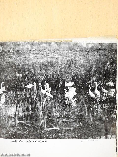 Madarakról - Mindenkinek