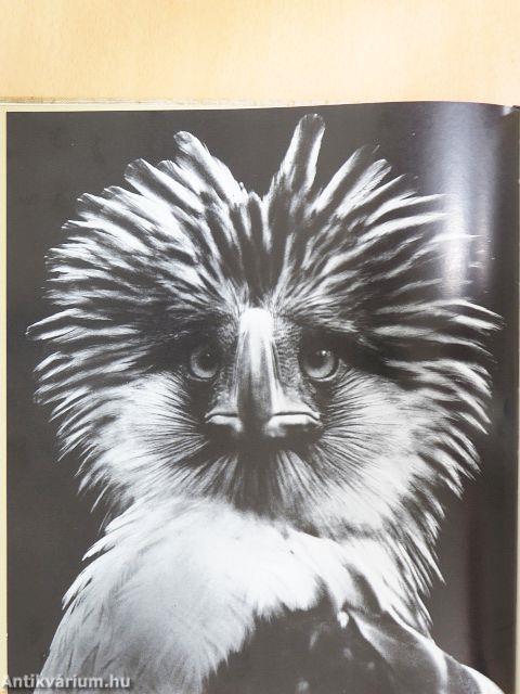 Zoo fotografie