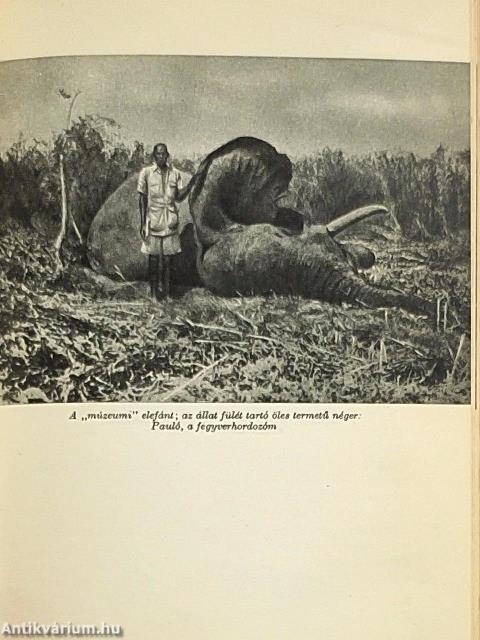 Utolsó afrikai vadászatom