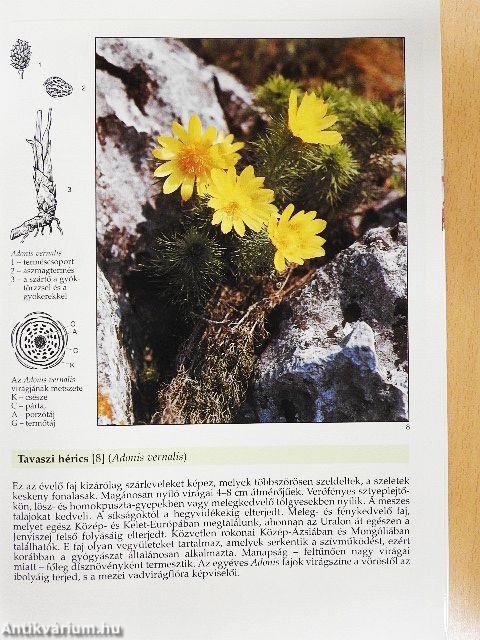 A legszebb virágos növények