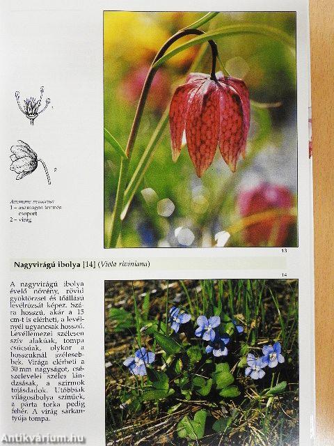 A legszebb virágos növények