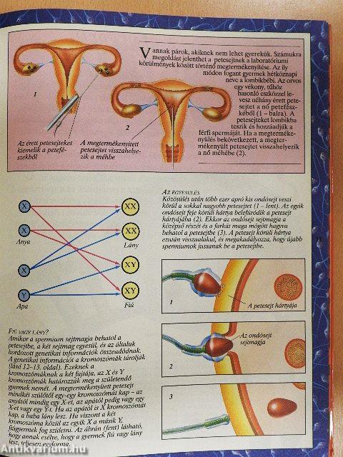 Az emberi test enciklopédiája II.