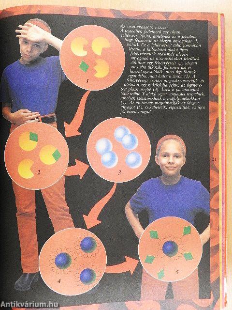 Az emberi test enciklopédiája II.