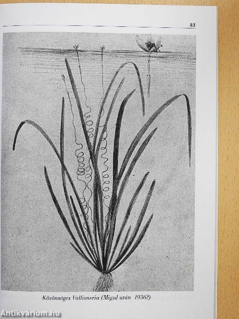 Régimódi akvarisztika