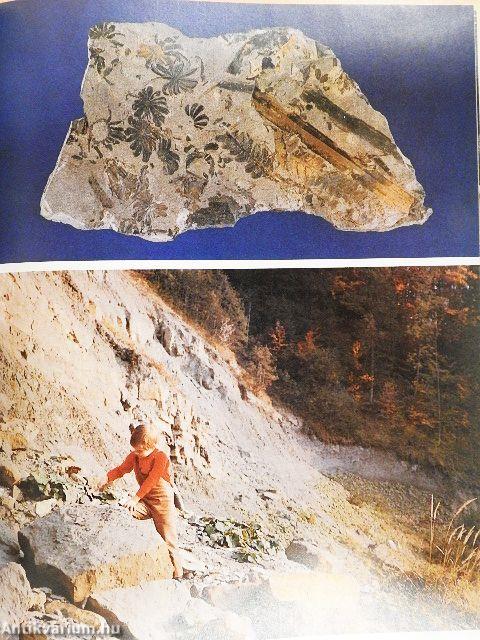 Die Pflanzen der Erde