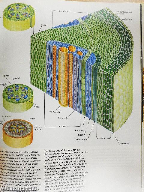 Die Pflanzen der Erde