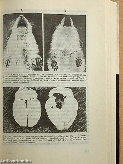 Életünk és a stress